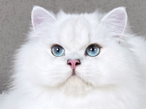 BLH, Highlander, britisch langhaar, von den zauberperlen, Kater, seal silver shell point, blaue augen