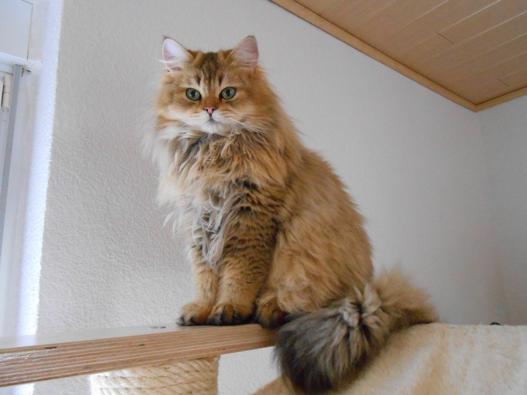 blh, highlander, black golden ticked tabby, grüne augen, rassekatzen, zauberperlen, manuela sorge