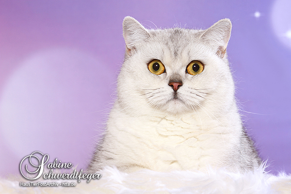 bkh, black silver ticked tabby, rassekatzen, zauberperlen, manuela sorge