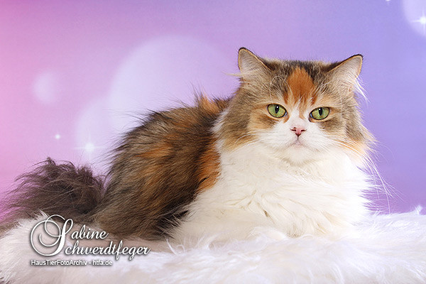 blh, highlander, black silver torbie white, rassekatzen, zauberperlen, manuela sorge