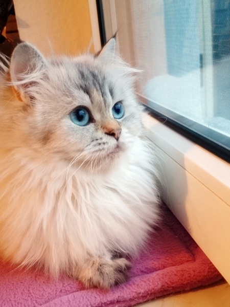 blh, highlander, seal silver torbie point, rassekatzen, zauberperlen, manuela sorge