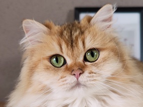 Britisch Langhaar, Highlander, von den zauberperlen, BLH, Katzen, blue golden ticked tabby, grüne Augen