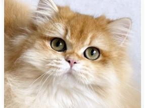 Britisch Langhaar, Highlander, von den zauberperlen, BLH, Katzen, blue golden ticked tabby, grüne Augen