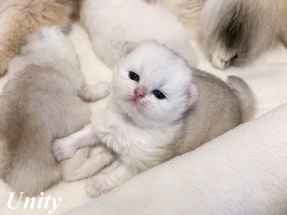 Britisch Langhaar, BLH, Highlander, Katzenbabys, Kitten, chocolate golden, red ticked, black golden shaded, blue golden,golden shaded point, blaue augen, grüne augen