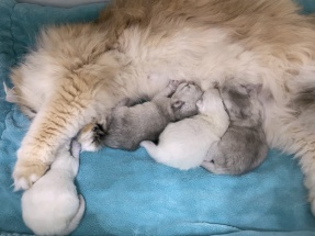 Britisch Langhaar, BLH, Highlander, Katzenbabys, Kitten, chocolate golden, red ticked, black golden shaded, blue golden,golden shaded point, blaue augen, grüne augen