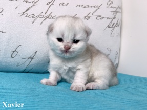 Britisch Langhaar, BLH, Highlander, Katzenbabys, Kitten, chocolate golden, red ticked, black golden shaded, blue golden,golden shaded point, blaue augen, grüne augen