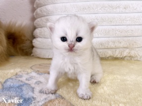 Britisch Langhaar, BLH, Highlander, Katzenbabys, Kitten, chocolate golden, red ticked, black golden shaded, blue golden,golden shaded point, blaue augen, grüne augen