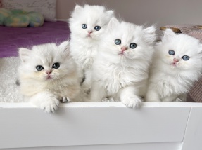 Britisch Langhaar, BLH, Highlander, Katzenbabys, Kitten, chocolate golden, red ticked, black golden shaded, blue golden,golden shaded point, blaue augen, grüne augen