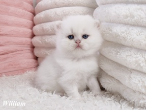 Britisch Langhaar, BLH, Highlander, Katzenbabys, Kitten, chocolate golden, red ticked, black golden shaded, blue golden,golden shaded point, blaue augen, grüne augen