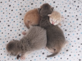 Britisch Langhaar, BLH, Highlander, Katzenbabys, Kitten, chocolate golden, red ticked, black golden shaded, blue golden,golden shaded point, blaue augen, grüne augen