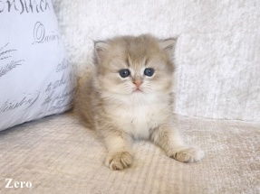 Britisch Langhaar, BLH, Highlander, Katzenbabys, Kitten, chocolate golden, red ticked, black golden shaded, blue golden,golden shaded point, blaue augen, grüne augen