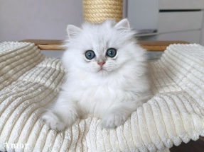 Britisch Langhaar, BLH, Highlander, Katzenbabys, Kitten, chocolate golden, red ticked, black golden shaded, blue golden,golden shaded point, blaue augen, grüne augen