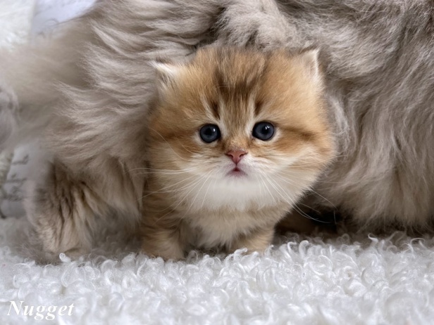 BLH, chocolate golden ticked tabby, highlander Zauberperlen, Rassekatzenzucht, sachsen anhalt