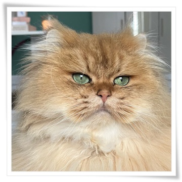 black golden shaded, kater, britisch Langhaar, blh, highlander, rassekatzenzucht, sachsen-anhalt, grüne augen