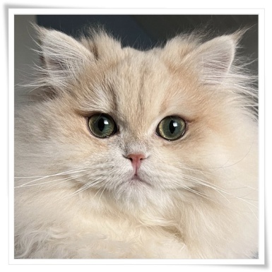 BLH, Highlander, Britisch Langhaar, black golden shaded, grüne augen