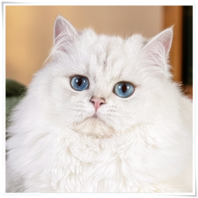 Britisch Langhaar, Highlander, von den zauberperlen, BLH, Katzen, blue silver shaded point, blaue Augen