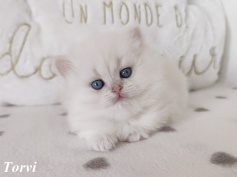 Highlander, Britisch Langhaar, black silver ticked tb., grüne augen, kitten