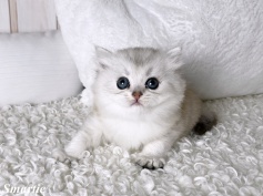 Highlander, Britisch Langhaar, choco golden ticked, grüne augen, kitten