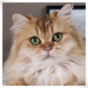 Britisch Langhaar, BLH, Highlander, Romina von den Zauberperlen, black golden ticked tabby, grüne Augen, Zuchtkatze, Rassekatzenzucht, Sachsen Anhalt