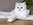 Britisch Langhaar, Highlander, von den zauberperlen, BLH, Katzen, chocolate silver ticked tabby, grüne Augen