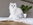 Britisch Langhaar, Highlander, von den zauberperlen, BLH, Katzen, chocolate silver ticked tabby, grüne Augen