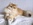 BLH, black golden ticked tabby, grüne Augen, Highlander, Britisch Longhair, Rassekatze, BLH Zucht Sachsen Anhalt, von den Zauberperlen