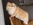 BLH, black golden ticked tabby, grüne Augen, Highlander, Britisch Longhair, Rassekatze, BLH Zucht Sachsen Anhalt, von den Zauberperlen