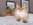 Britisch Langhaar, BLH, Highlander, Romina von den Zauberperlen, black golden ticked tabby, grüne Augen, Zuchtkatze, Rassekatzenzucht, Sachsen Anhalt